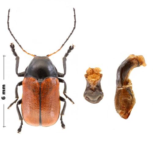 Réf. 306 488 : Cryptocephalus coryli